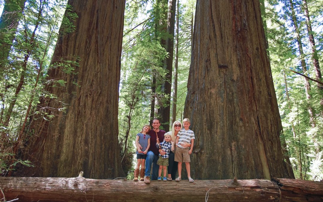 Giant Redwoods Eureka California