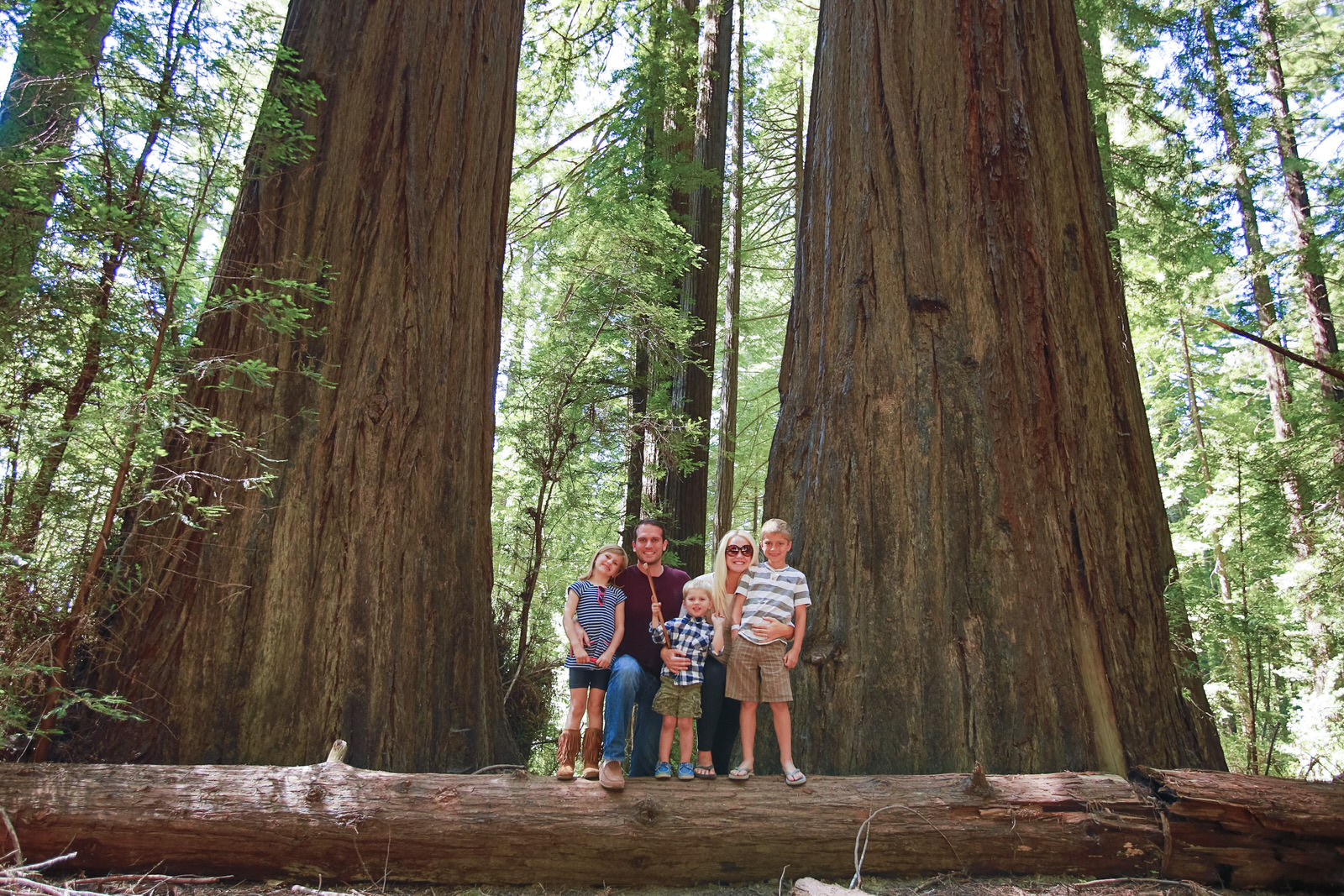 Giant Redwoods Eureka California - Learn Live Give